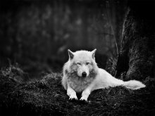 white wolf sitting down.jpg